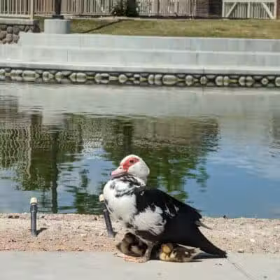 Lorenzi Park - Las Vegas, NV