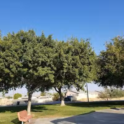 Lubertha Johnson Park - Las Vegas, NV