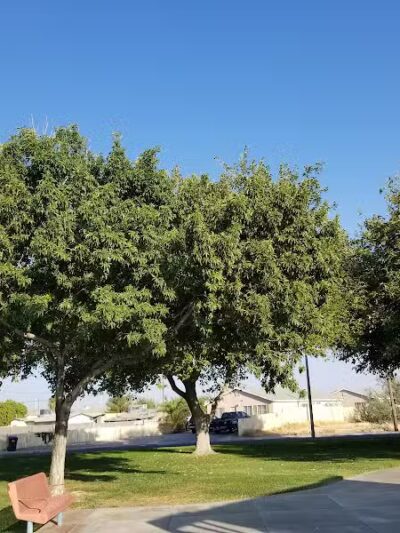 Lubertha Johnson Park - Las Vegas, NV