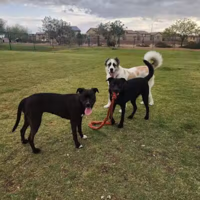 Mountains Edge Dog Park - Las Vegas, NV