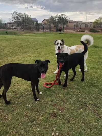Mountains Edge Dog Park - Las Vegas, NV