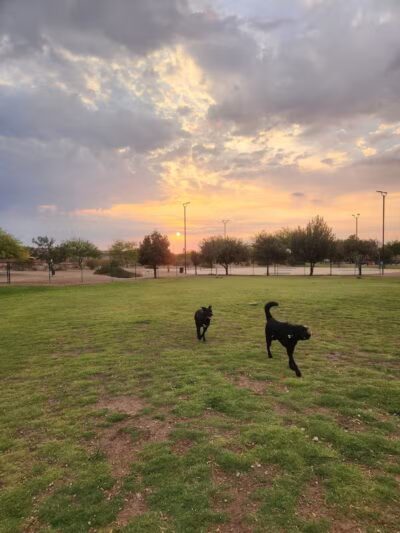 Mountains Edge Dog Park - Las Vegas, NV