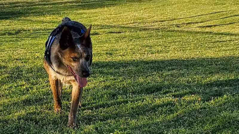 Mountains Edge Dog Park - Las Vegas, NV