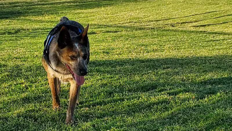 Mountains Edge Dog Park - Las Vegas, NV