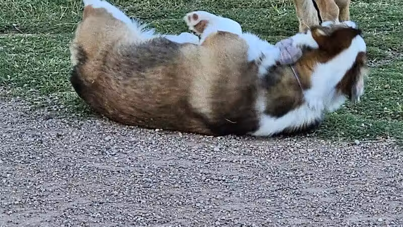 Mountains Edge Dog Park - Las Vegas, NV