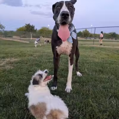 Mountains Edge Dog Park - Las Vegas, NV