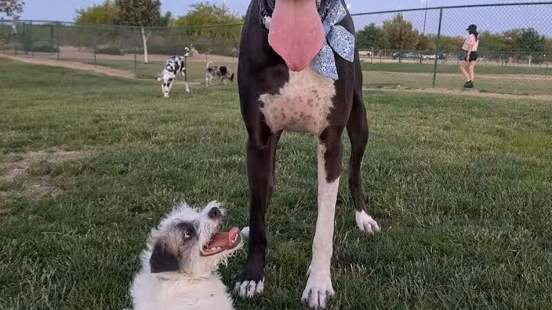 Mountains Edge Dog Park - Las Vegas, NV