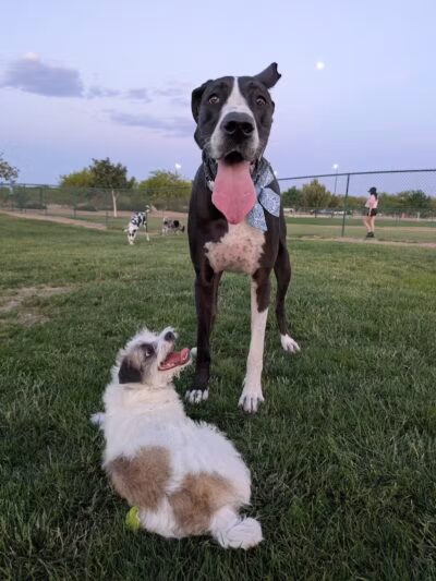 Mountains Edge Dog Park - Las Vegas, NV