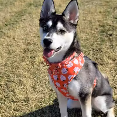 Mountains Edge Dog Park - Las Vegas, NV