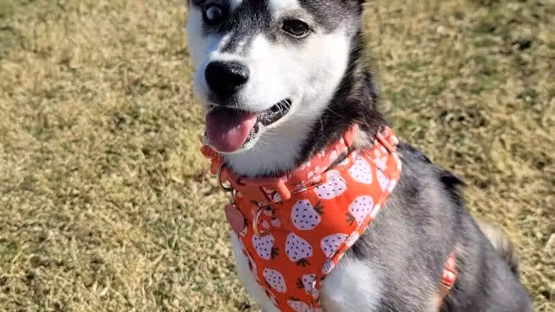 Mountains Edge Dog Park - Las Vegas, NV