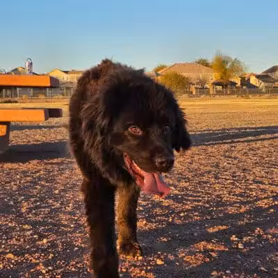 Nellis AFB Dog Park - Las Vegas, NV