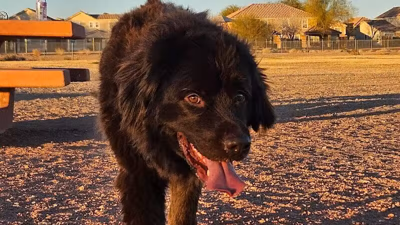 Nellis AFB Dog Park - Las Vegas, NV
