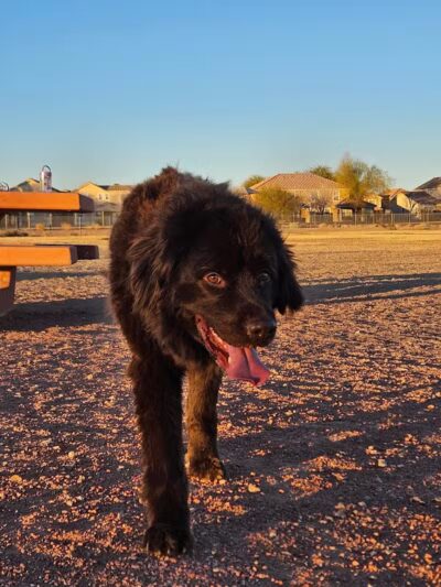 Nellis AFB Dog Park - Las Vegas, NV