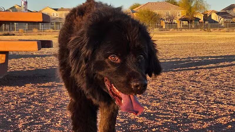 Nellis AFB Dog Park - Las Vegas, NV