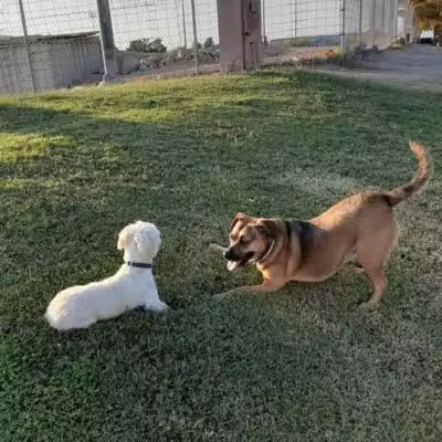 Nellis Meadows Park - Las Vegas, NV