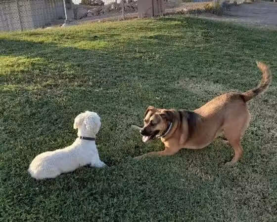 Nellis Meadows Park - Las Vegas, NV