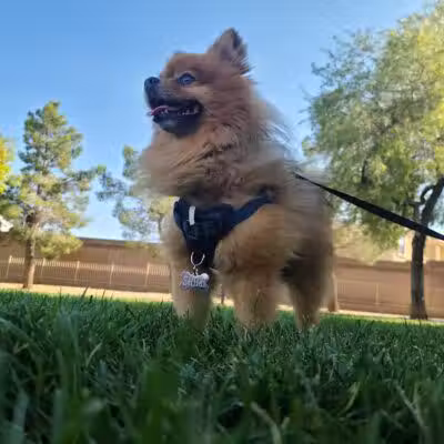 Nevada Trails Park - Las Vegas, NV