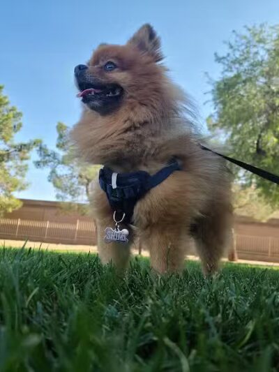 Nevada Trails Park - Las Vegas, NV