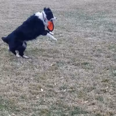 Oxford Park - Las Vegas, NV