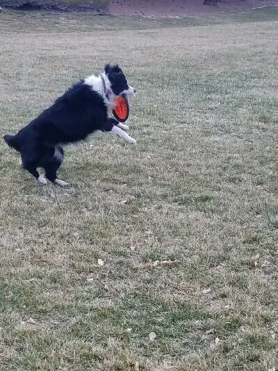 Oxford Park - Las Vegas, NV