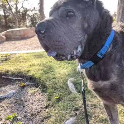 Oxford Park - Las Vegas, NV