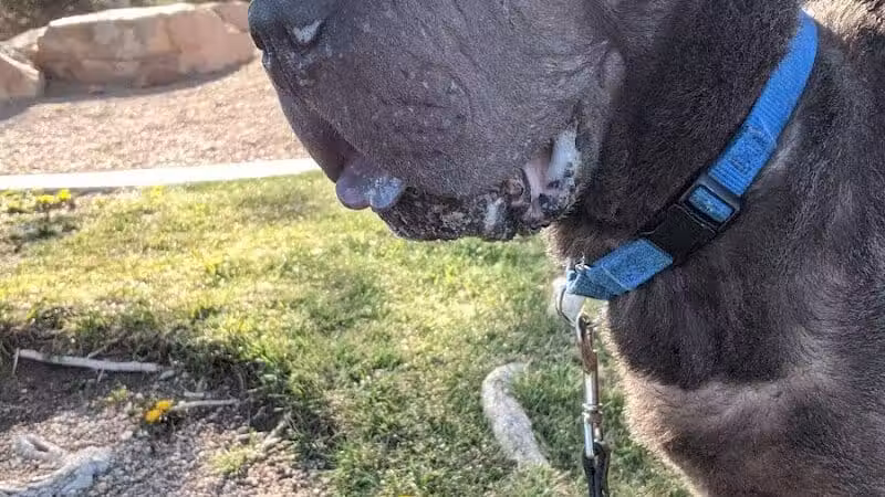 Oxford Park - Las Vegas, NV