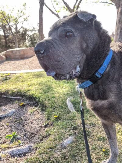 Oxford Park - Las Vegas, NV