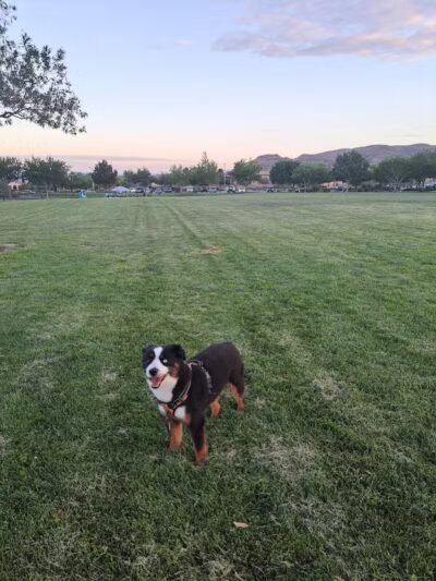 Paseos Park - Las Vegas, NV