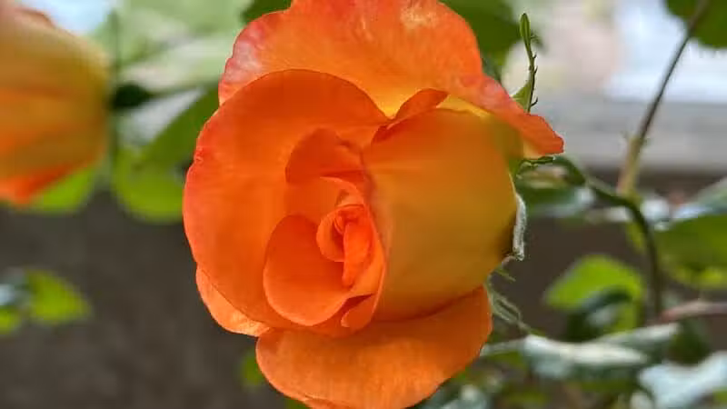 Peccole Ranch Trail - Las Vegas, NV