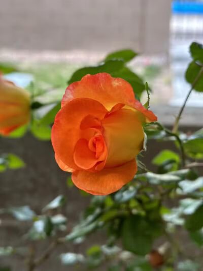 Peccole Ranch Trail - Las Vegas, NV