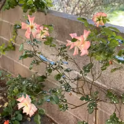 Peccole Ranch Trail - Las Vegas, NV