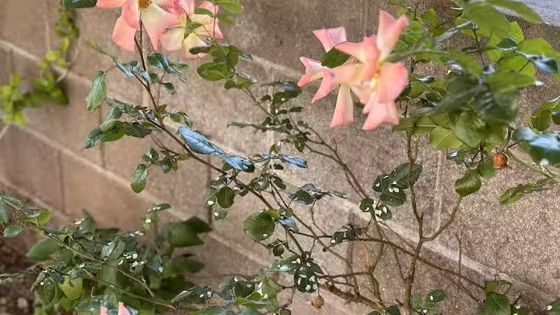 Peccole Ranch Trail - Las Vegas, NV