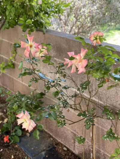 Peccole Ranch Trail - Las Vegas, NV