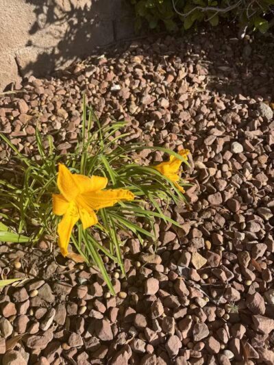 Peccole Ranch Trail - Las Vegas, NV
