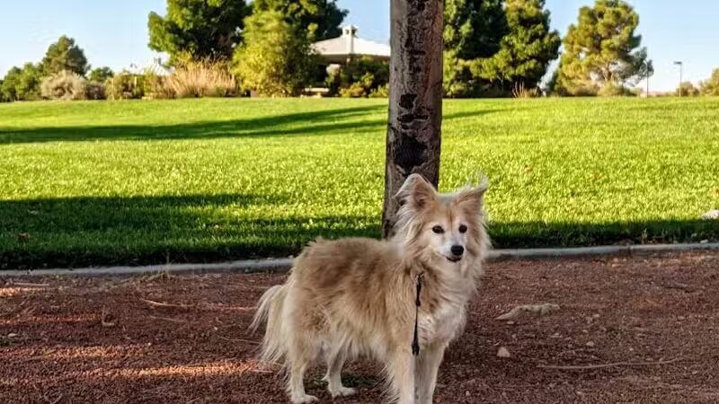 Police Memorial Park - Las Vegas, NV