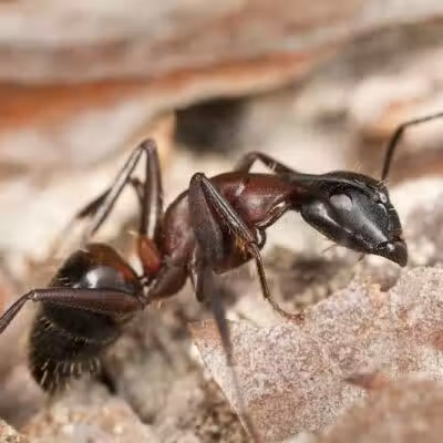 Potosi Park - Las Vegas, NV