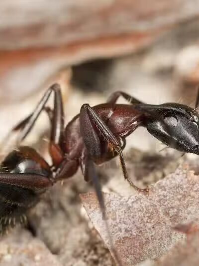 Potosi Park - Las Vegas, NV