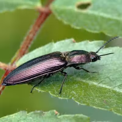 Potosi Park - Las Vegas, NV
