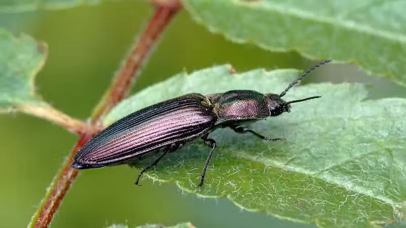 Potosi Park - Las Vegas, NV