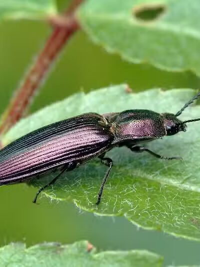 Potosi Park - Las Vegas, NV