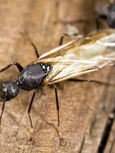 Potosi Park - Las Vegas, NV