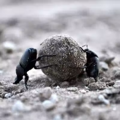 Potosi Park - Las Vegas, NV