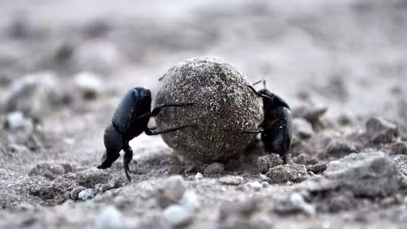 Potosi Park - Las Vegas, NV