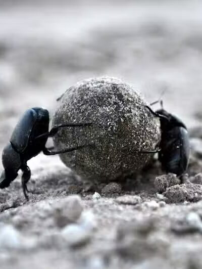 Potosi Park - Las Vegas, NV