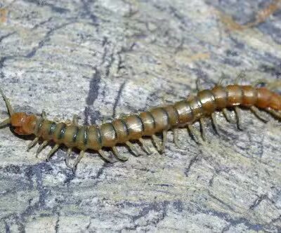 Rotary Park - Las Vegas, NV