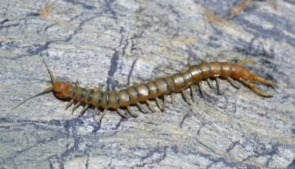 Rotary Park - Las Vegas, NV