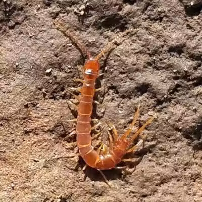 Rotary Park - Las Vegas, NV