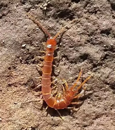 Rotary Park - Las Vegas, NV