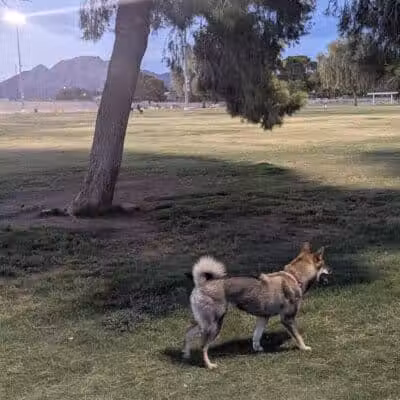 Russ's Tree - Las Vegas, NV