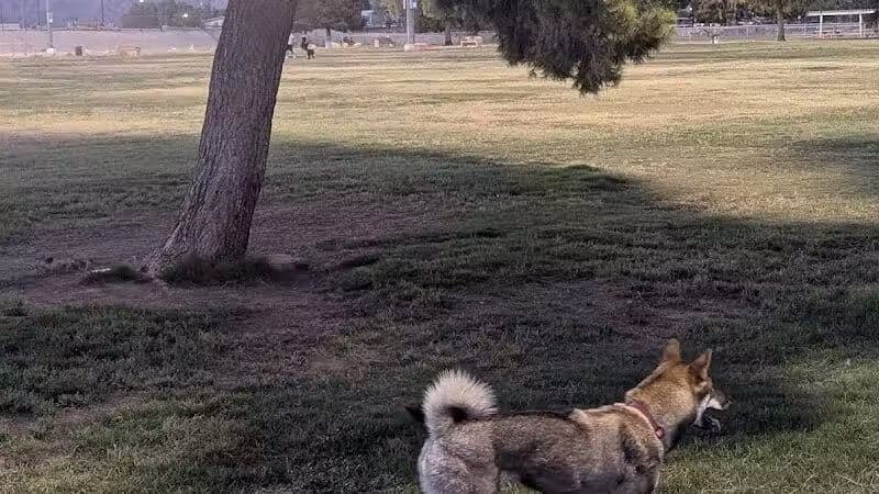 Russ's Tree - Las Vegas, NV